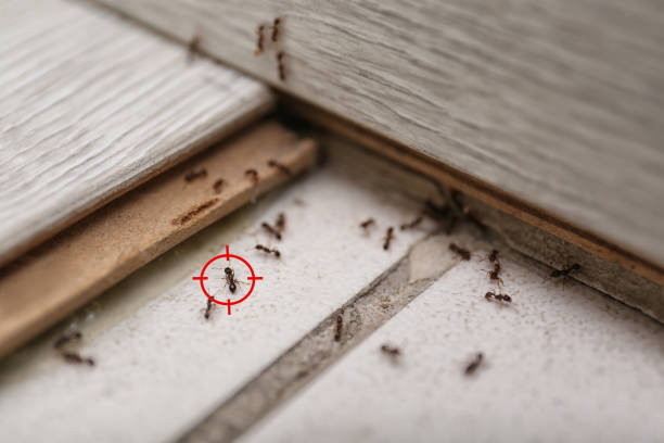 Best Affordable Pest Control Services  in Gladstone, MO
